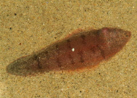 Pretty California tonguefish
