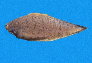 Pretty California tonguefish