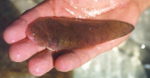 Pretty California tonguefish