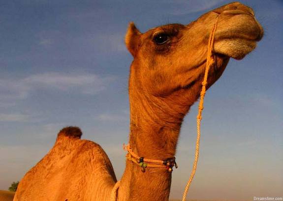 Wallpaper Camel