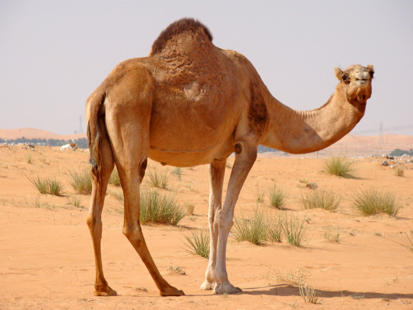 Photo Camel