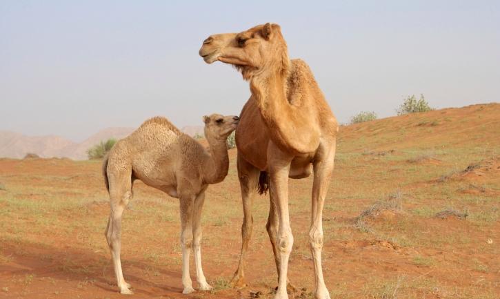 Camel wallpaper