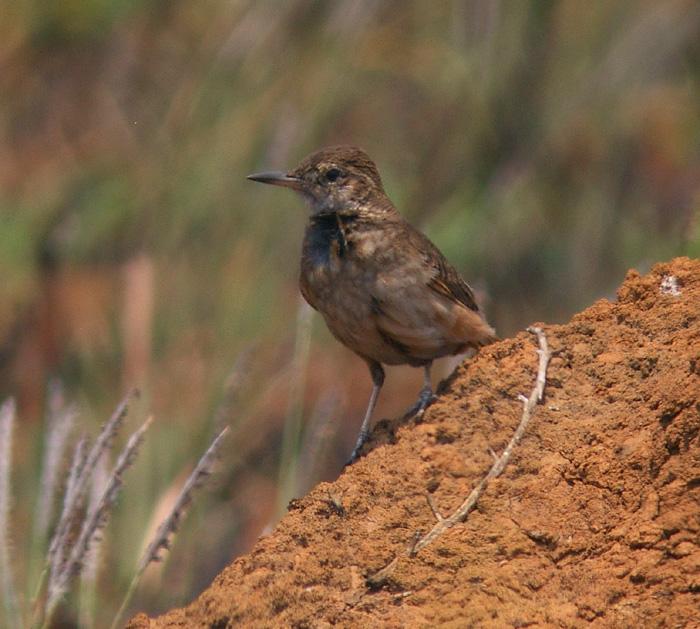 Pretty Campo miner