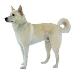 Canaan Dog - Dog Breed