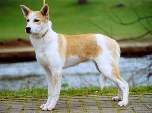 Nice Canaan Dog - Dog Breed