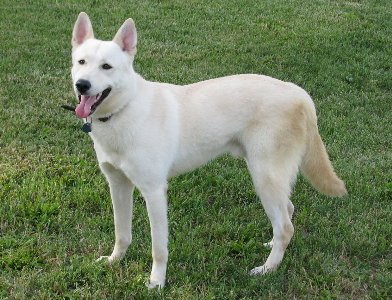 Cool Canaan Dog - Dog Breed