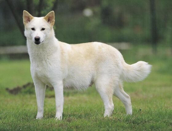 Pretty Canaan Dog - Dog Breed