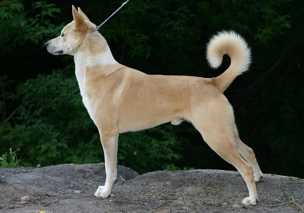 Wallpaper Canaan Dog - Dog Breed