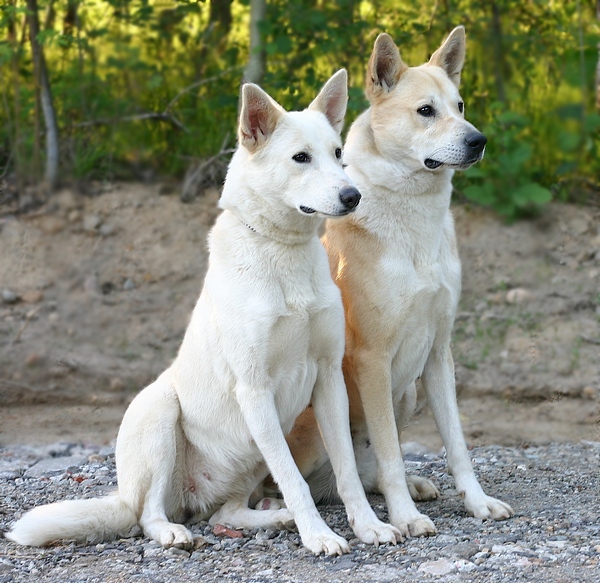 Photo Canaan Dog - Dog Breed