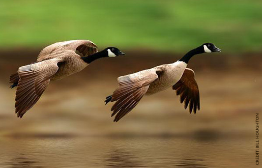 Pretty Canada goose