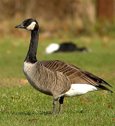 Pretty Canada goose