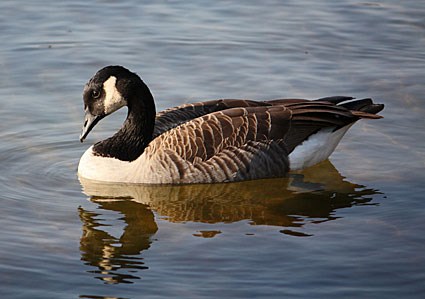Pretty Canada goose