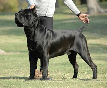 Cool Cane Corso - Dog Breed