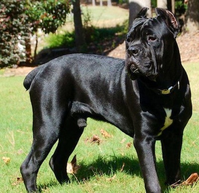 Pretty Cane Corso - Dog Breed