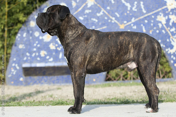Photo Cane Corso - Dog Breed