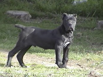 Cane Corso - Dog Breed photo 