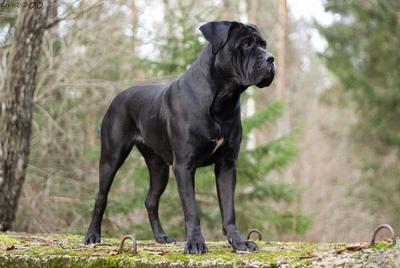 Cane Corso - Dog Breed wallpaper