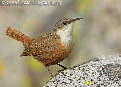 Canyon wren