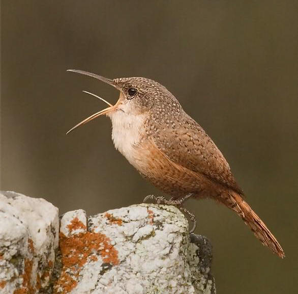 Pretty Canyon wren