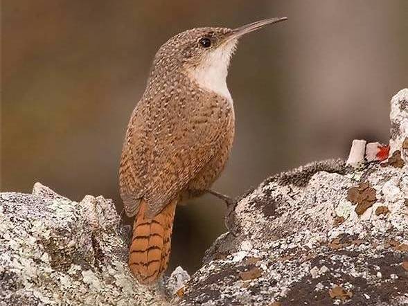 Pretty Canyon wren