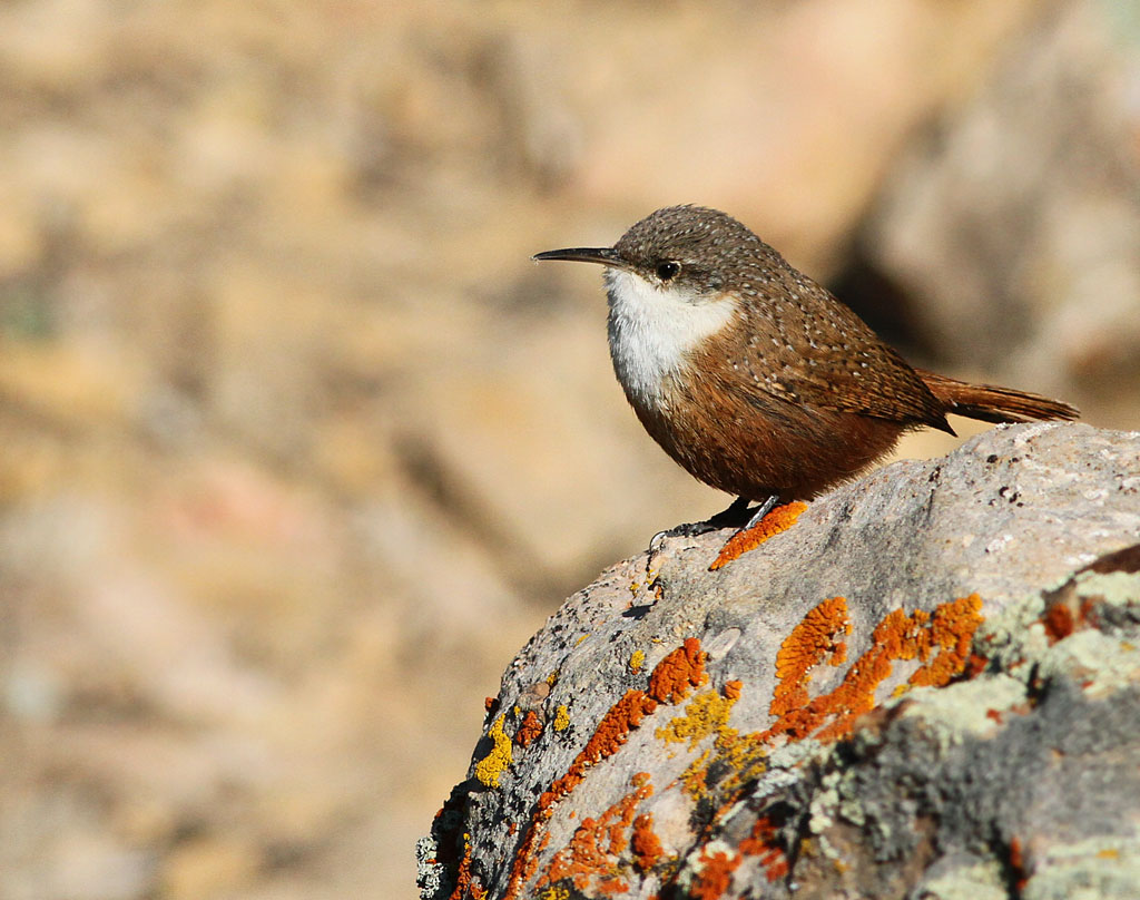 Pretty Canyon wren