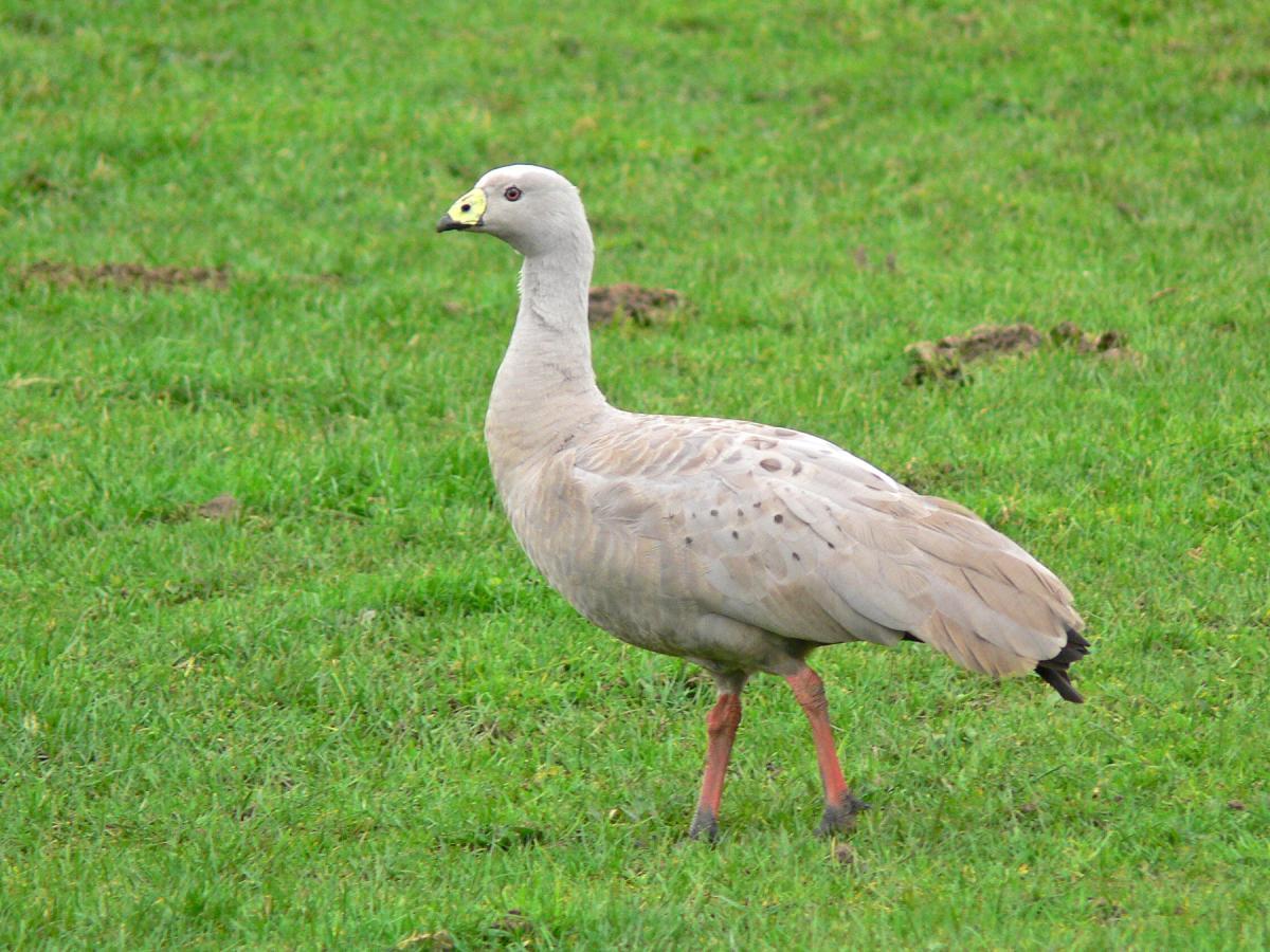 Cape Barren goose