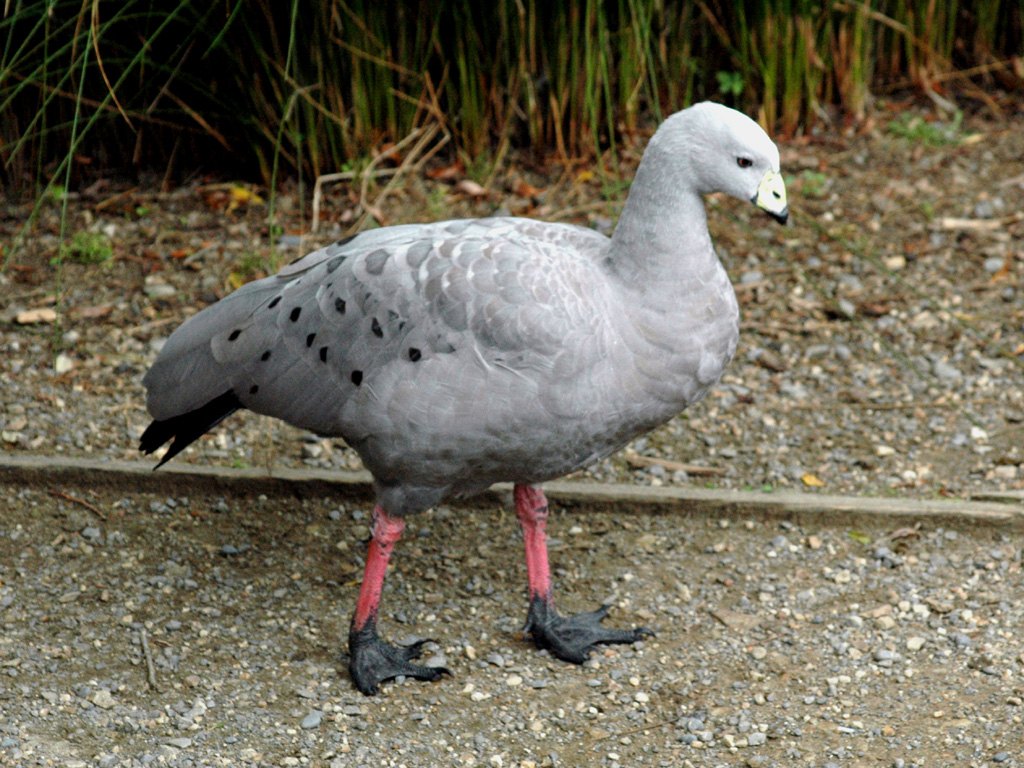 Pretty Cape Barren goose