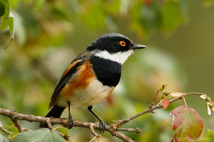 Cape batis