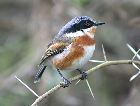 Pretty Cape batis