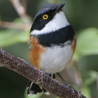 Pretty Cape batis