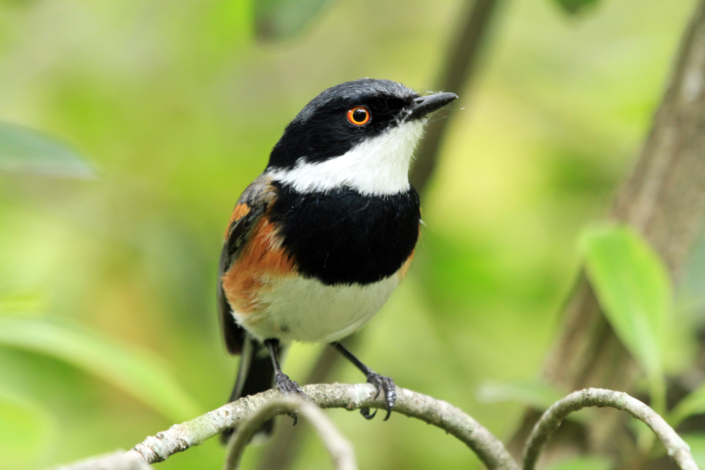 Pretty Cape batis