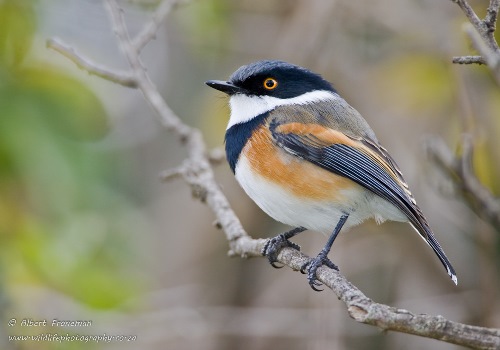 Pretty Cape batis