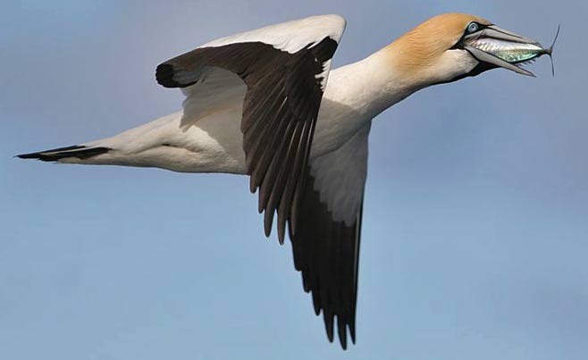 Cape gannet