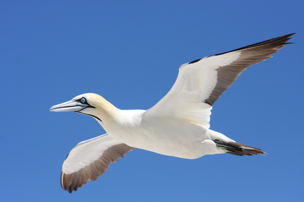Pretty Cape gannet