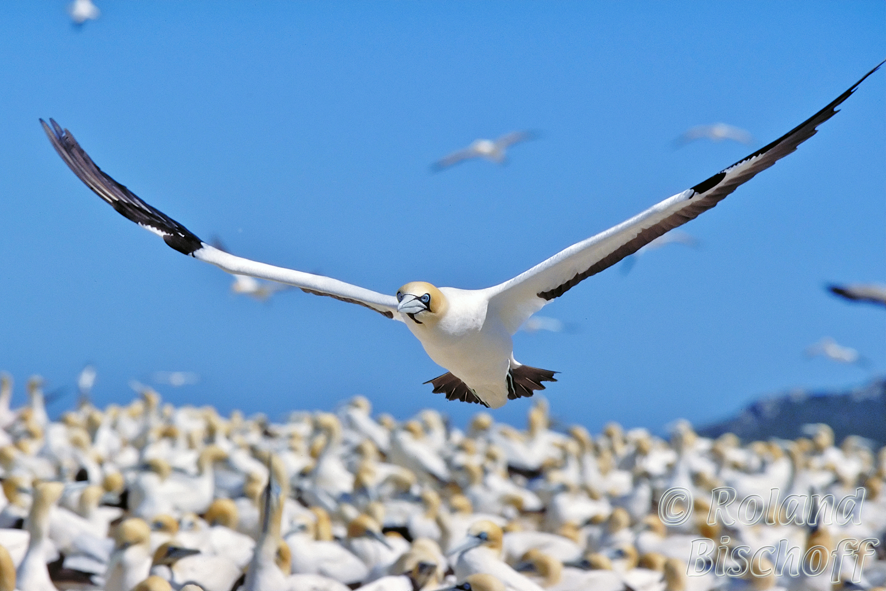 Pretty Cape gannet