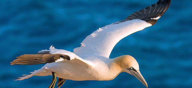 Pretty Cape gannet