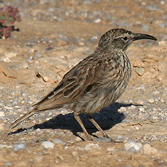 Cape long-billed lark