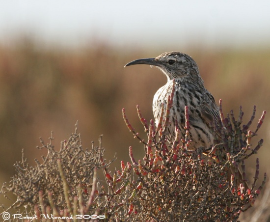 Pretty Cape long-billed lark