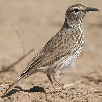 Pretty Cape long-billed lark