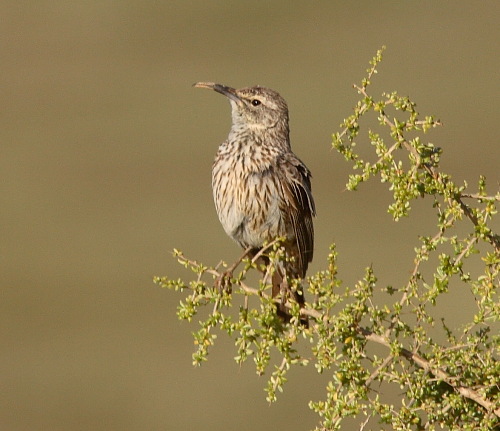 Pretty Cape long-billed lark