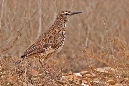 Pretty Cape long-billed lark
