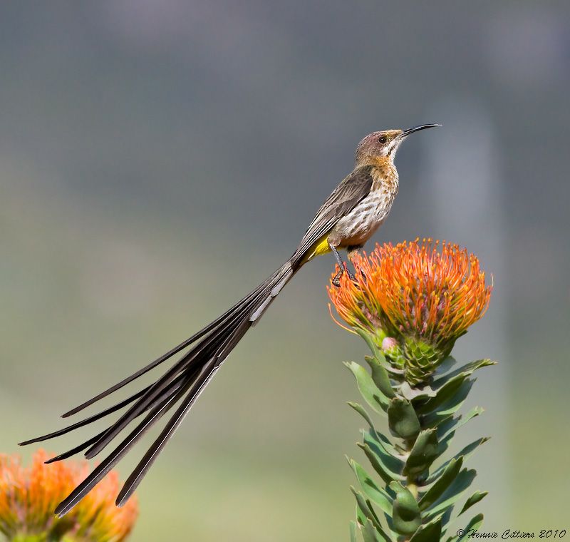 Cape sugarbird