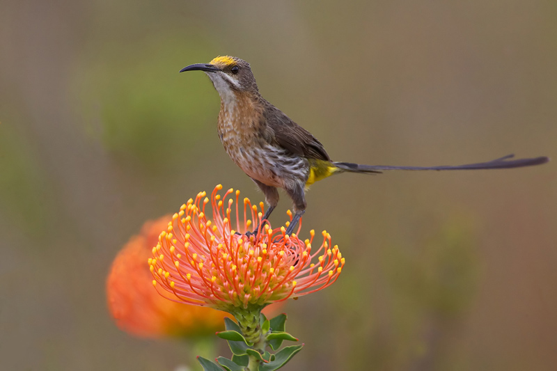 Pretty Cape sugarbird