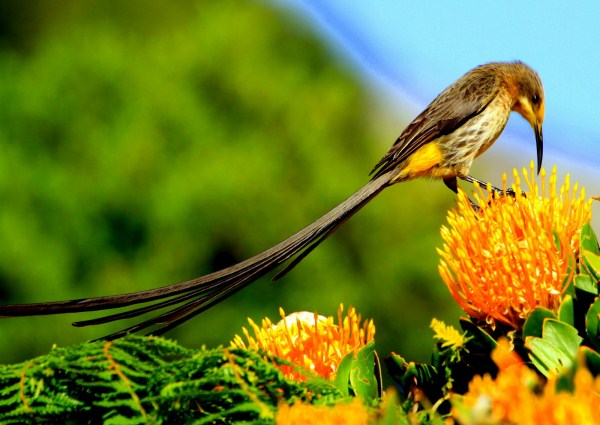 Pretty Cape sugarbird