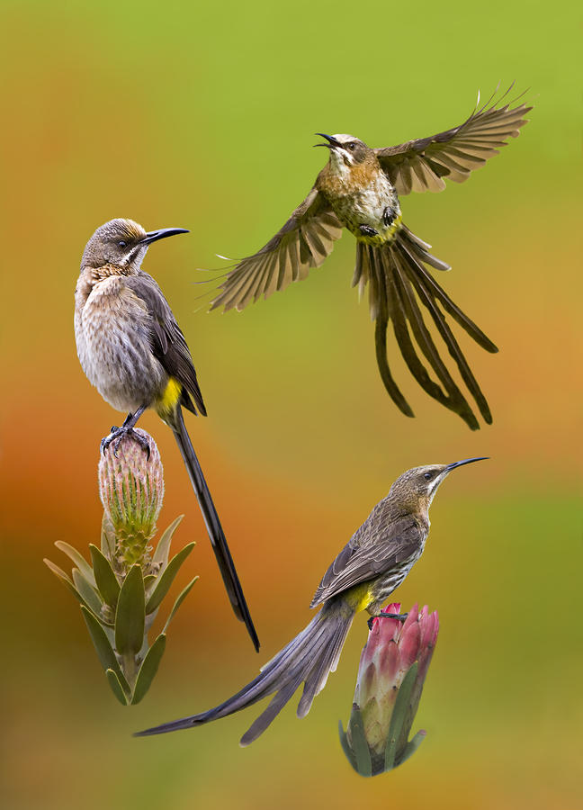 Pretty Cape sugarbird