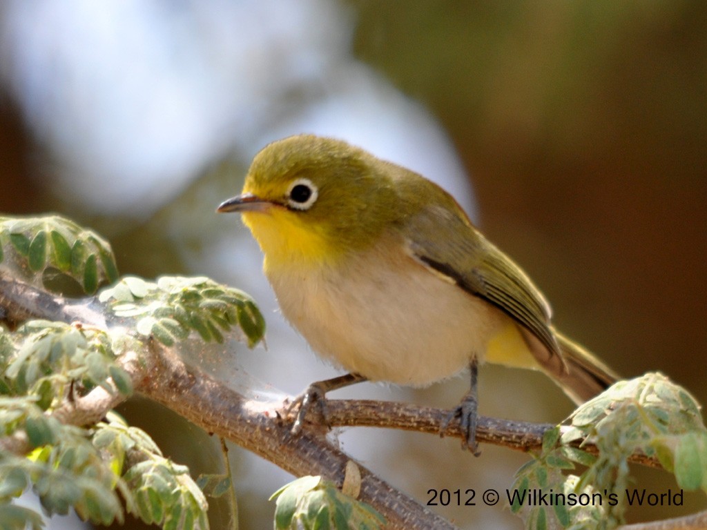 Pretty Cape white-eye