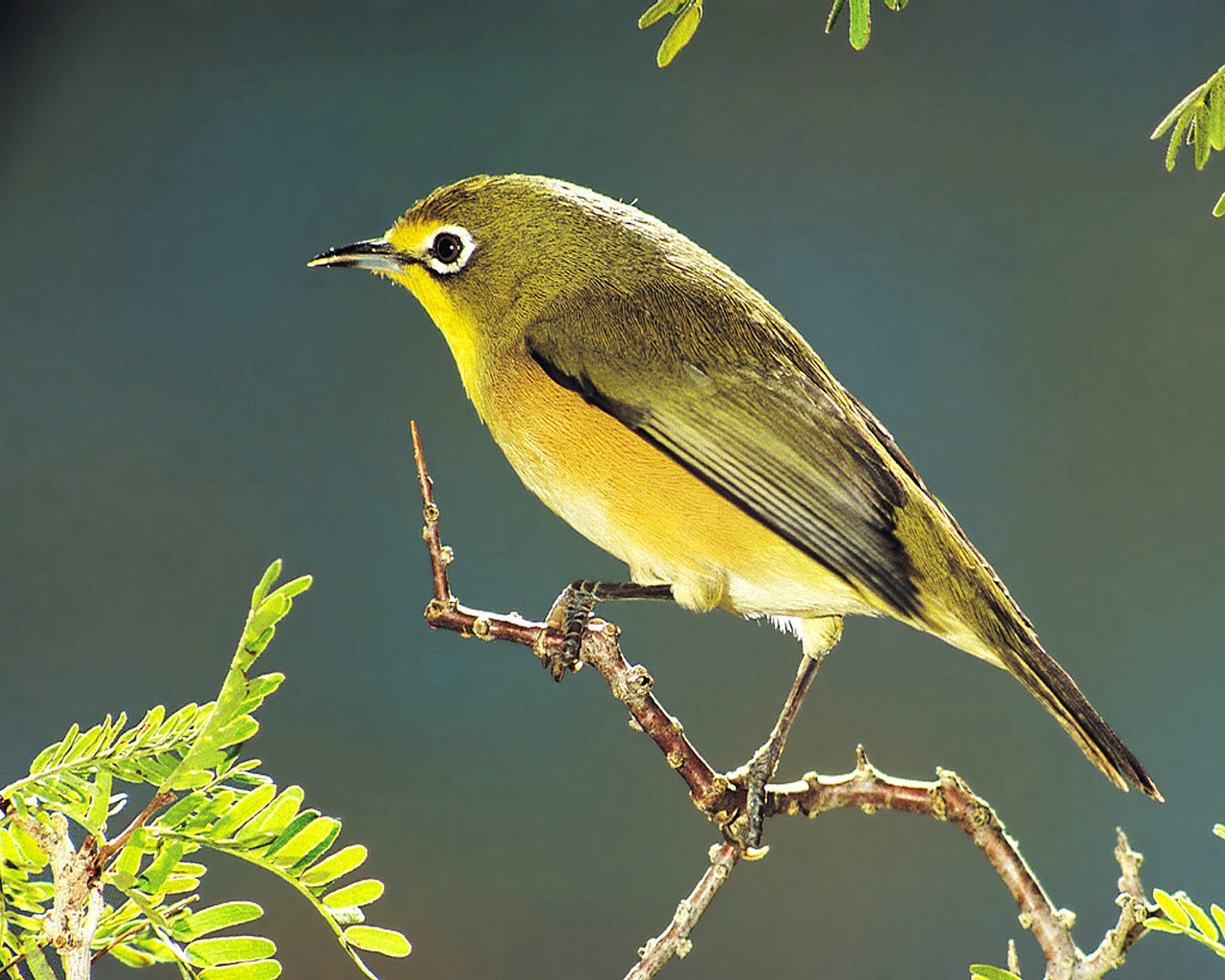 Pretty Cape white-eye