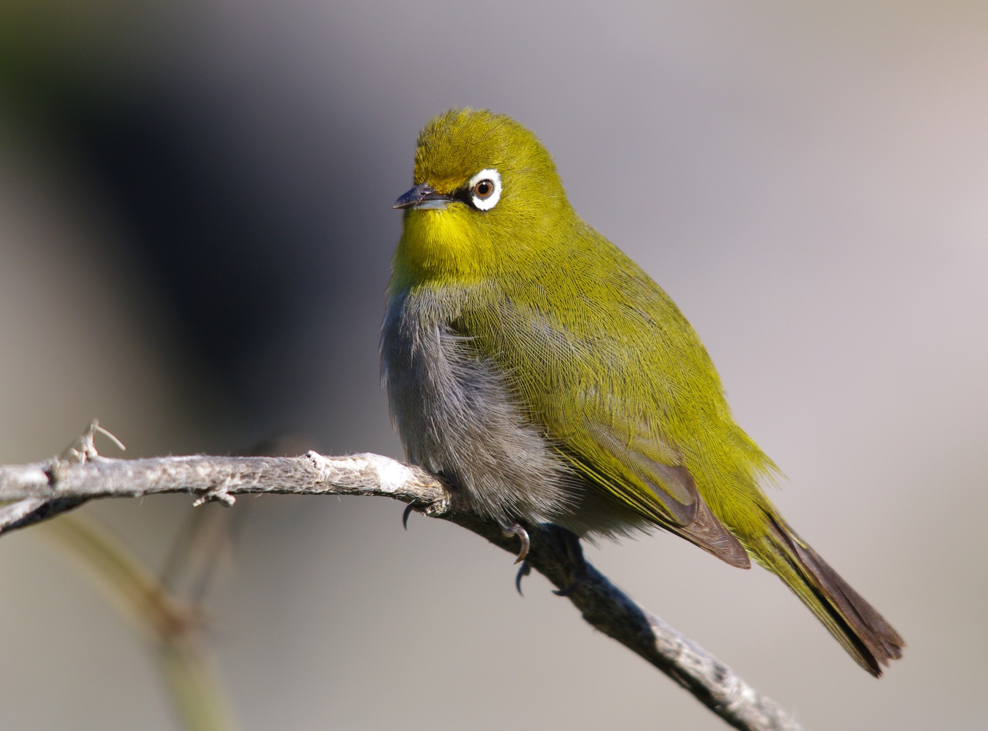 Pretty Cape white-eye