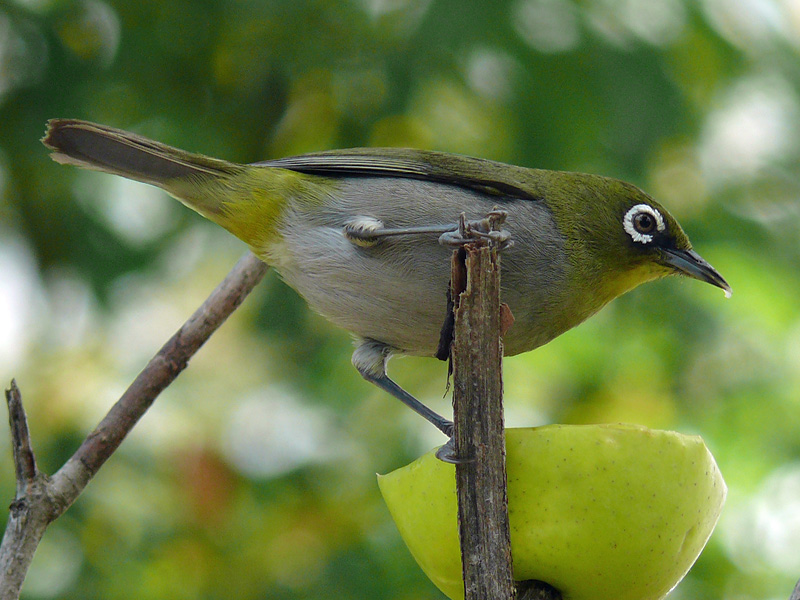 Pretty Cape white-eye