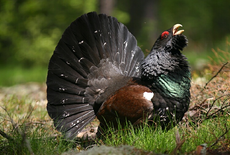 Pretty Capercaillie